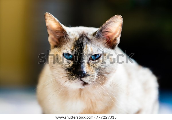 Tortie Point Tortoiseshell Siamese Cat That Stock Photo Shutterstock