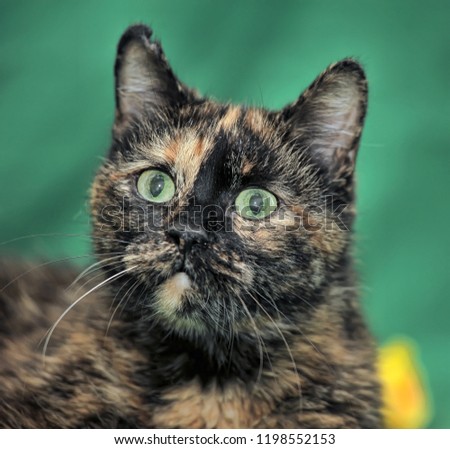 tortie shorthair cat on a green background