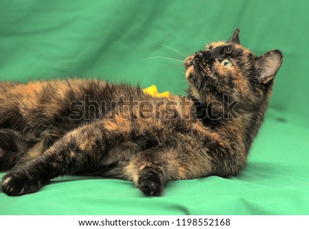 tortie shorthair cat on a green background