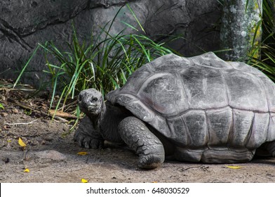 Tortoise