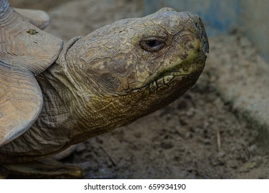 Tortoise - Shutterstock ID 659934190