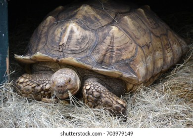 tortoise - Shutterstock ID 703979149