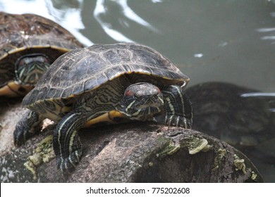 Tortoise Bannerghatta National Park