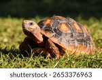 Tortoise basking in the sun on grass