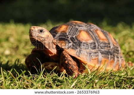 Tortoise basking in the sun on grass