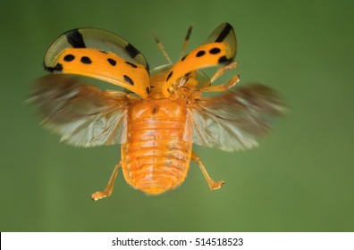 Tortoise Beetle Flying Back Side Stock Photo 514518523 | Shutterstock