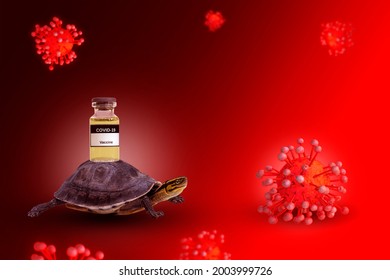 Tortoise Carrying Coronavirus Covid-19 Vaccine In Bottle To Destruction Virus Model On Concept Delay Or Slow Transportation Management