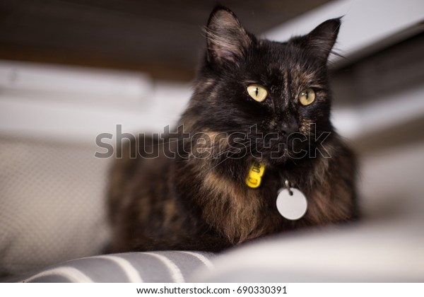 Tortoise Cat Sitting On Chair Under Stock Photo Edit Now 690330391