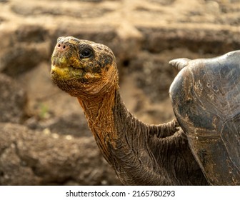 Galápagos Tortoise At The Charles Darwin Scientific Station In Santa Cruz, Galápagos Islands.