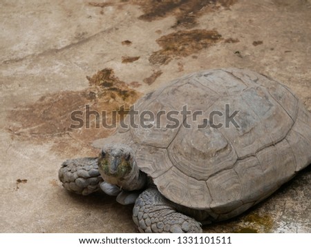 A tortoise close up
