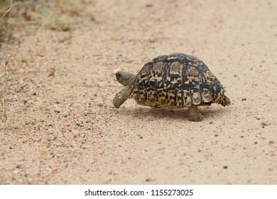 Tortoise Crossing Road Kruger National Park Stock Photo 1155273025 ...