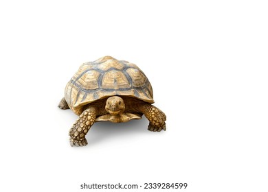 tortoise, cute turtle, sulcata tortoise, african spurred tortoise isolated on white background
