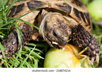 102 Turtle eating apple Images, Stock Photos & Vectors | Shutterstock