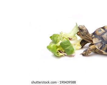 Tortoise Eating Salad Stock Photo 149498066 | Shutterstock