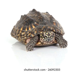 8 Turtleshell patterns Images, Stock Photos & Vectors | Shutterstock