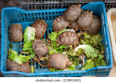 Tortoise exposed for sale. Endangered species. Animal trafficking concept.