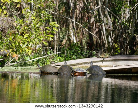 tortoise flock relax
