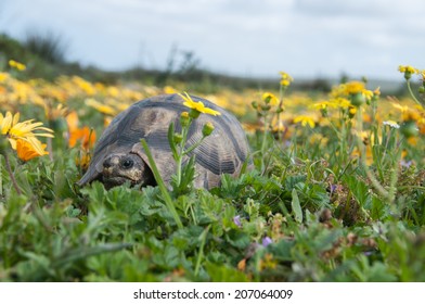 Tortoise and flowers