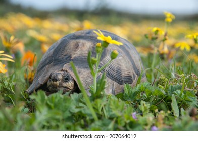 Tortoise and flowers