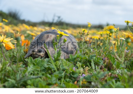 Tortoise and flowers