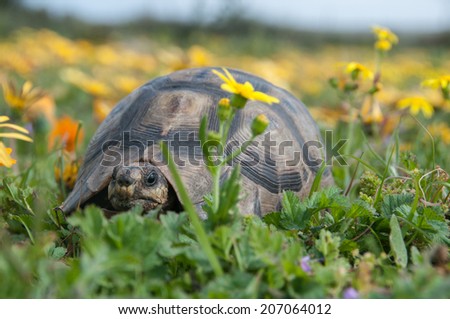 Tortoise and flowers