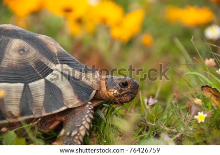 Tortoise and flowers