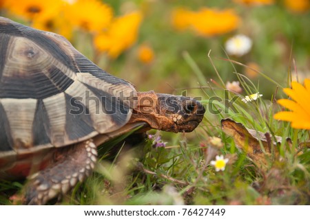 Tortoise and flowers