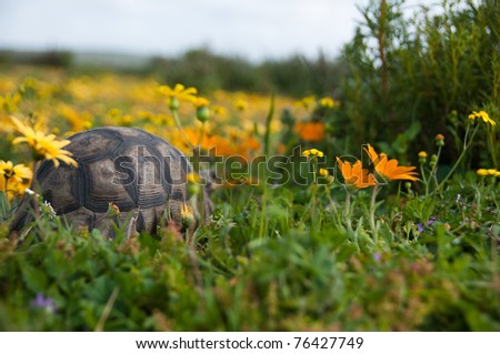 Tortoise and flowers