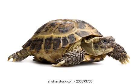 tortoise full-length closeup profile view isolated on white