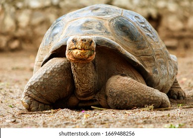 20,243 Giant turtle Images, Stock Photos & Vectors | Shutterstock