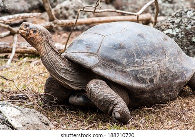 Tortoise Giant Tortoise Largest Living Species Stock Photo 188210720 ...