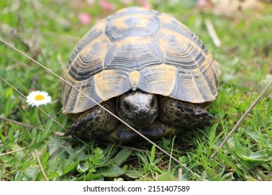 A tortoise going to eat grass in its natural habitat. - Shutterstock ID 2151407589