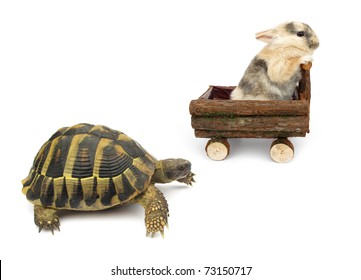 The Tortoise And The Hare Story Alternative Version