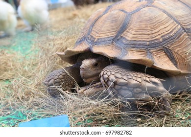 Tortoise imprisoned - Shutterstock ID 697982782