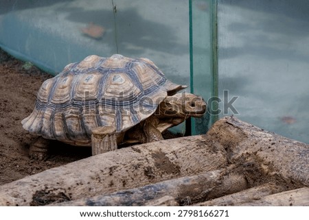 Tortoise with intricate shell walks cautiously on dirt. Glass enclosure surrounds its natural habitat. Logs lie scattered near its path. The scene suggests calm, undisturbed wildlife