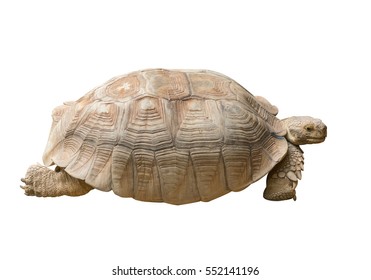 Tortoise Isolated on White Background 