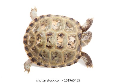 4,634 Turtle leg Images, Stock Photos & Vectors | Shutterstock