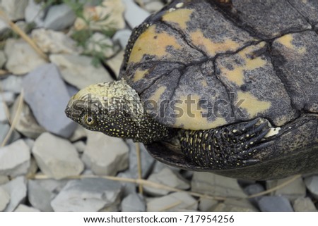 The tortoise lies upside down on the back. Ordinary river tortoise of temperate latitudes. The tortoise is an ancient reptile