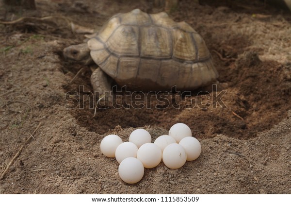 Tortoise Nesting Egg Laying Female Tortoise Stock Photo 1115853509 ...