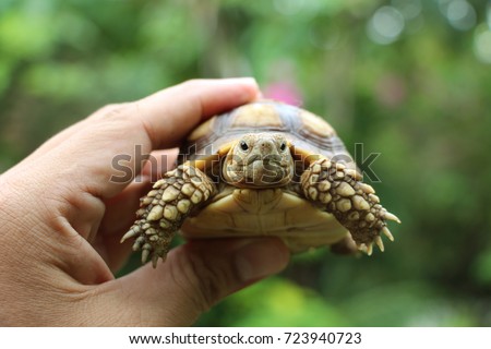 Tortoise on the hands of man (African spurred tortoise ),Cute portrait of baby tortoise ,Geochelone sulcata