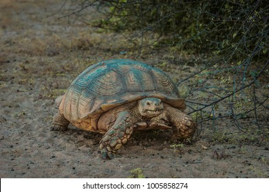 Tortoise on the run - Shutterstock ID 1005858274
