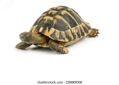 Tortoise on white - Shutterstock ID 238889008