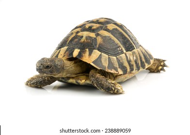 Tortoise on white - Shutterstock ID 238889059