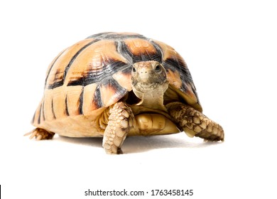 Kleinmann´s tortoise on white background