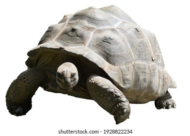 33,460 Tortoise white background Images, Stock Photos & Vectors ...