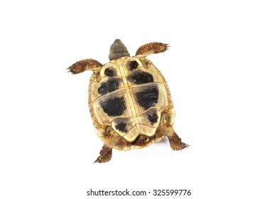 Tortoise On White Background Stock Photo 325599776 | Shutterstock