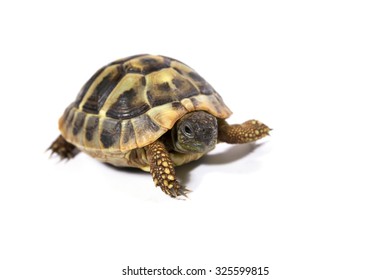 Tortoise On White Background Stock Photo 325599815 