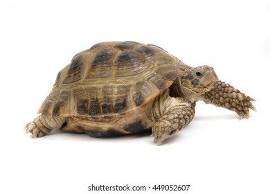 Tortoise On White Background Stock Photo 449052607 | Shutterstock