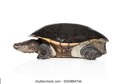 Tortoise On White Background Side View Stock Photo 1054884746 ...