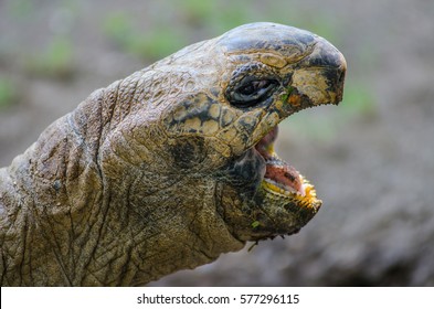 A tortoise opens its mouth wide while eating